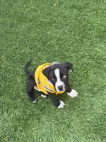 Duke, a male American Staffordshire Terrier for sale in Anaheim, CA – 3 of 3