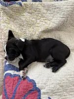 Duke, a male American Staffordshire Terrier for sale in Anaheim, CA – 2 of 3