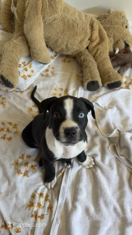 Duke – American Staffordshire Terrier puppy for sale in Anaheim, CA