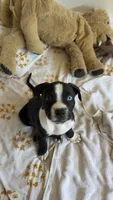 Duke, a male American Staffordshire Terrier for sale in Anaheim, CA – 1 of 3