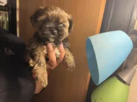 Ryder, a male Shih Tzu for sale in Black Jack, MO – Photo 2 of 2