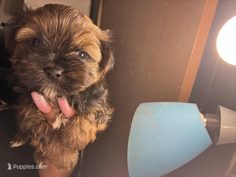 Ryder, a male Shih Tzu for sale in Black Jack, MO – Photo 1 of 2