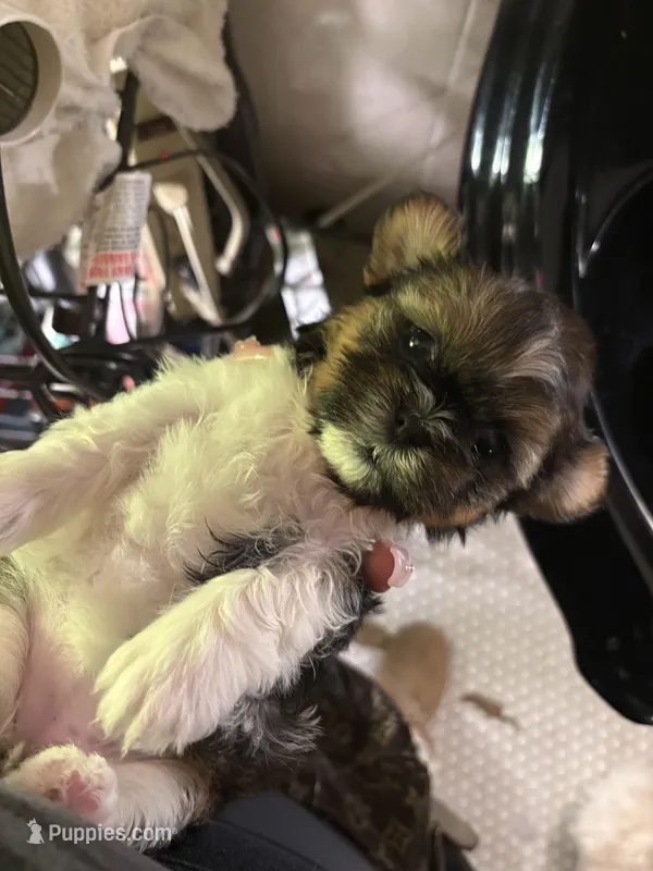 Abby, a female Shih Tzu for sale in Black Jack, MO – Photo 1 of 1