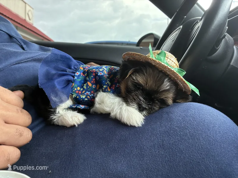 Abby – Shih Tzu puppy for sale in Black Jack, MO