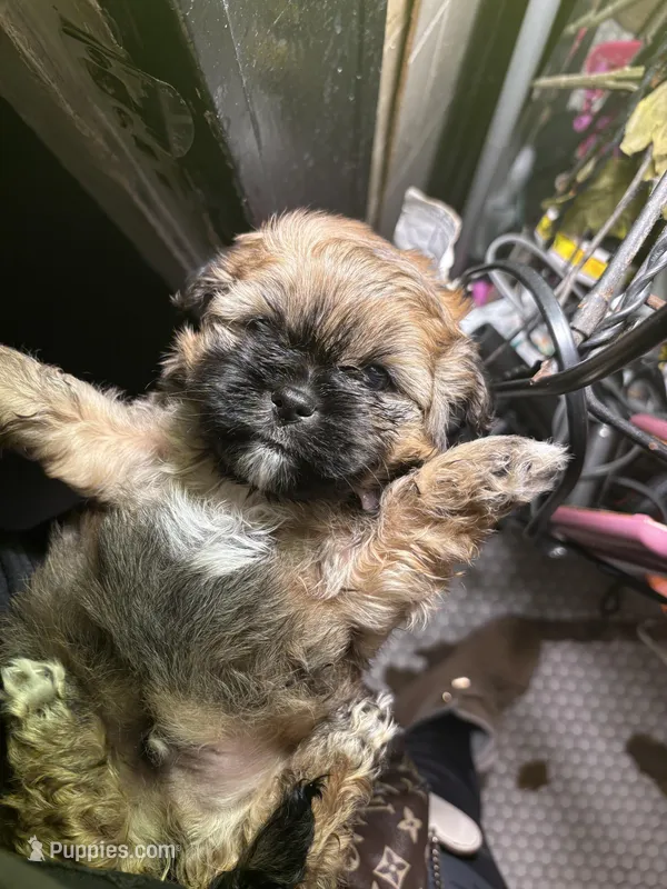 Cusco – Chihuahua, Shih Tzu puppy for sale in Black Jack, MO