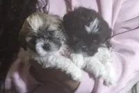 Bently and Roxy, a male Shih Tzu for sale in Black Jack, MO – Photo 1 of 2
