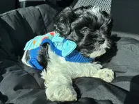 Bently , a male Shih Tzu for sale in Black Jack, MO – Photo 4 of 4