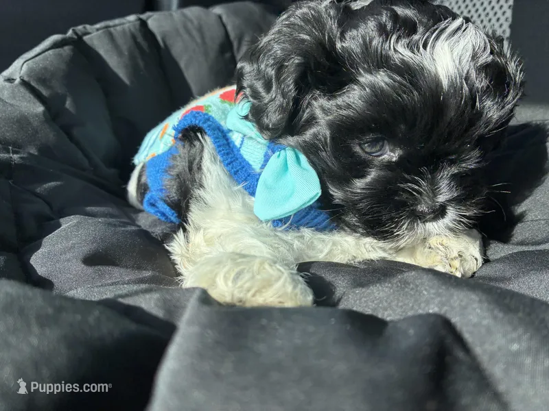 Bently  – Shih Tzu puppy for sale in Black Jack, MO