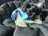 Bently , a male Shih Tzu for sale in Black Jack, MO – Photo 1 of 4