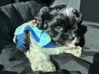 Bently , a male Shih Tzu for sale in Black Jack, MO – Photo 2 of 4