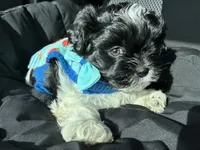 Bently , a male Shih Tzu for sale in Black Jack, MO – Photo 3 of 4