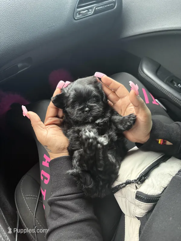 Bear – Shih Tzu, Poodle - Miniature  puppy for sale in Black Jack, MO