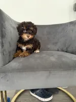 Bunny, a female Poodle - Miniature  for sale in Lawrenceville, GA – 7 of 7