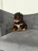 Bunny, a female Poodle - Miniature  for sale in Lawrenceville, GA – 5 of 7