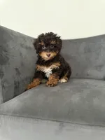 Bunny, a female Poodle - Miniature  for sale in Lawrenceville, GA – 6 of 7