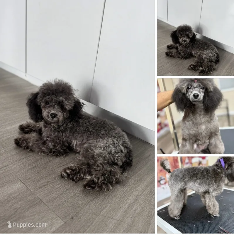 Trixie – Poodle - Toy  puppy for sale in Lawrenceville, GA
