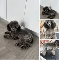 Trixie, a female Poodle - Toy  for sale in Lawrenceville, GA – 1 of 3