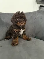 Lee, a female Poodle - Miniature  for sale in Lawrenceville, GA – 2 of 6