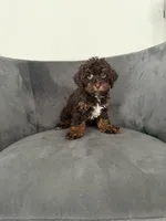Lee, a female Poodle - Miniature  for sale in Lawrenceville, GA – 3 of 6