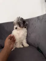 Snowball, a male Poodle - Miniature  for sale in Lawrenceville, GA – 5 of 5