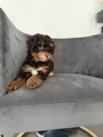 Bunny, a female Poodle - Miniature  for sale in Lawrenceville, GA – 4 of 7