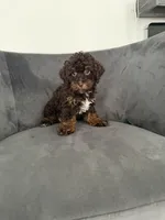 Lee, a female Poodle - Miniature  for sale in Lawrenceville, GA – 5 of 6