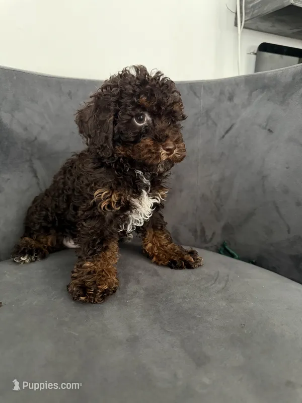 Lee – Poodle - Miniature  puppy for sale in Lawrenceville, GA