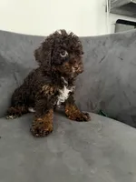 Lee, a female Poodle - Miniature  for sale in Lawrenceville, GA – 1 of 6