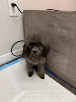 Trixie, a female Poodle - Toy  for sale in Lawrenceville, GA – 3 of 3