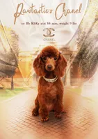 Chanel, a female Poodle - Miniature  for sale in Lawrenceville, GA – 1 of 1