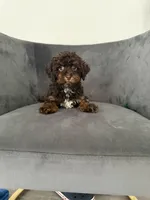 Lee, a female Poodle - Miniature  for sale in Lawrenceville, GA – 6 of 6