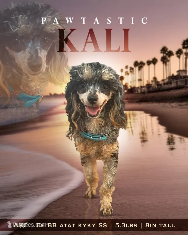 kali – Poodle - Toy  puppy for sale in Lawrenceville, GA