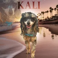 kali, a female Poodle - Toy  for sale in Lawrenceville, GA – 1 of 1
