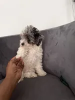 Snowball, a male Poodle - Miniature  for sale in Lawrenceville, GA – 4 of 5