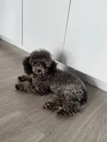 Trixie, a female Poodle - Toy  for sale in Lawrenceville, GA – 2 of 3