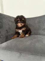 Bunny, a female Poodle - Miniature  for sale in Lawrenceville, GA – 2 of 7