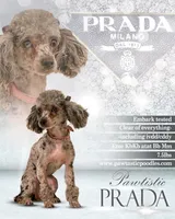 Prada, a female Poodle - Toy  for sale in Lawrenceville, GA – 1 of 1
