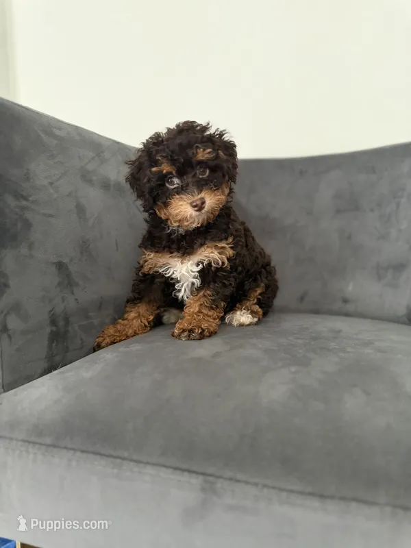 Bunny – Poodle - Miniature  puppy for sale in Lawrenceville, GA
