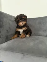 Bunny, a female Poodle - Miniature  for sale in Lawrenceville, GA – 1 of 7
