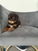 Bunny, a female Poodle - Miniature  for sale in Lawrenceville, GA – 3 of 7