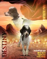 Destiny, a female Poodle - Miniature  for sale in Lawrenceville, GA – 1 of 1