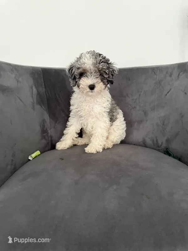 Snowball – Poodle - Miniature  puppy for sale in Lawrenceville, GA