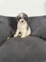 Snowball, a male Poodle - Miniature  for sale in Lawrenceville, GA – 1 of 5