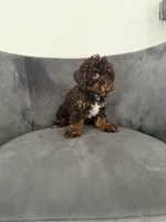 Lee, a female Poodle - Miniature  for sale in Lawrenceville, GA – 4 of 6