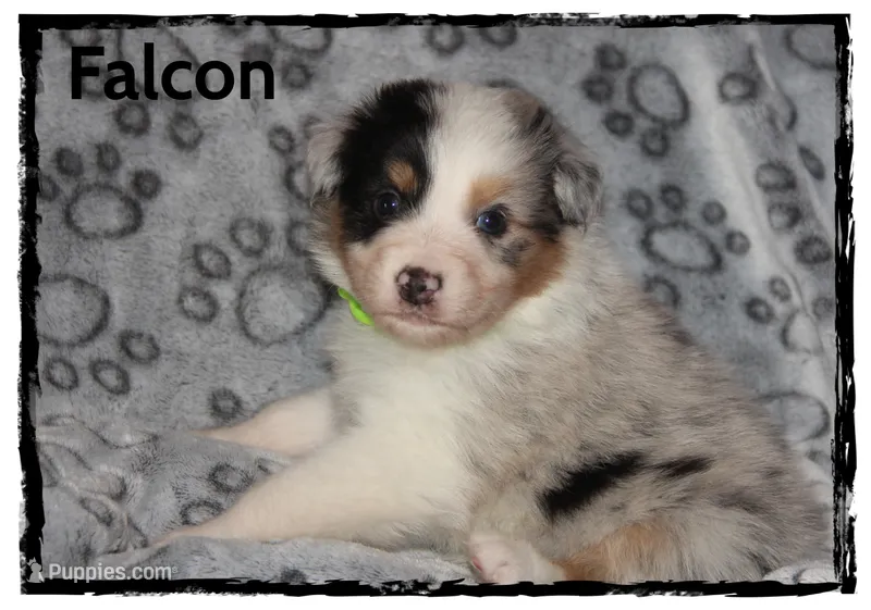 Falcon – Australian Shepherd puppy for sale in Clarksville, OH