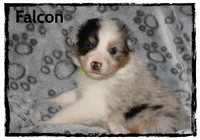 Falcon, a male Australian Shepherd for sale in Clarksville, OH – 4 of 7