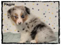 Magpie, a female Australian Shepherd for sale in Clarksville, OH – 2 of 7
