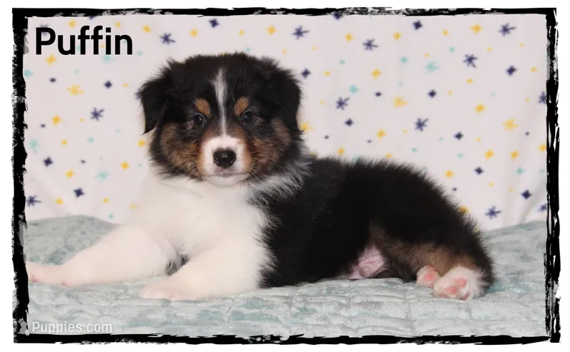 Puffin – Australian Shepherd puppy for sale in Clarksville, OH
