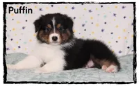 Puffin, a male Australian Shepherd for sale in Clarksville, OH – 2 of 7