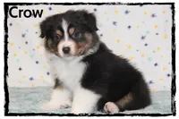 Crow, a male Australian Shepherd for sale in Clarksville, OH – 2 of 7